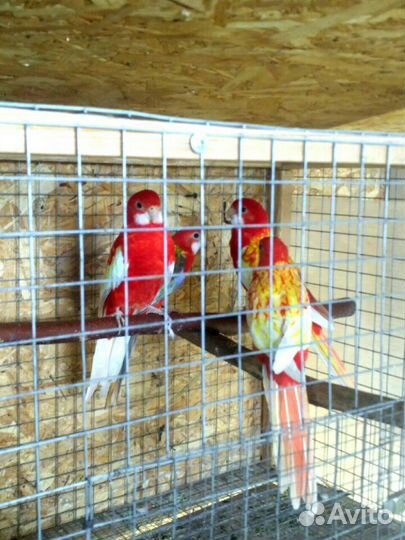 Попугай Розелла молодежь