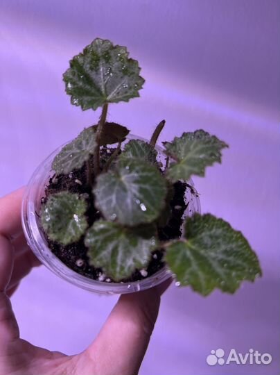 Камнеломка плетеносная