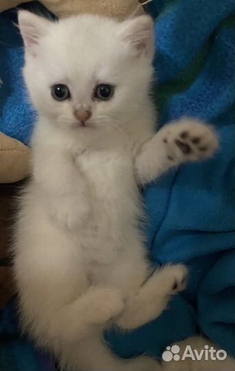 Британские котята