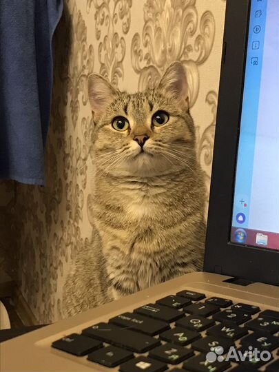 Домашние животные