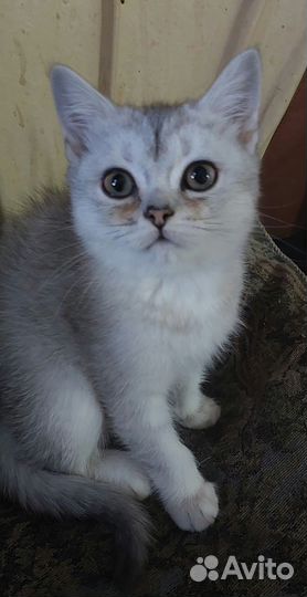 Британская золотая шиншилла