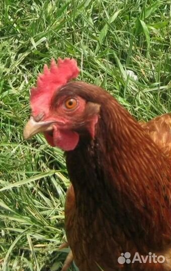 Куры молодки-несушки