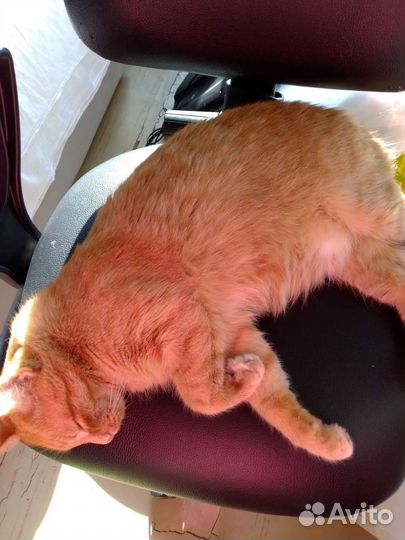 Комнатные цветы,в связи с переездом