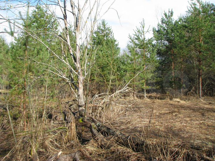 Участок 3,8 га (ИЖС)
