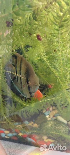 Растения элодея