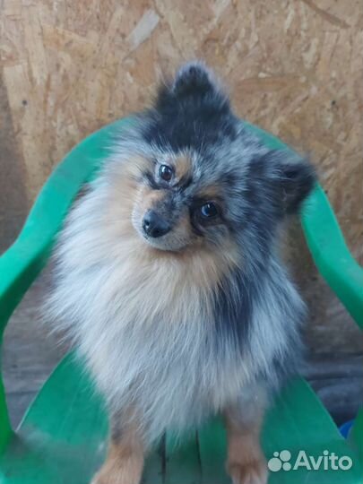 Вязка Малый немецкий шпиц