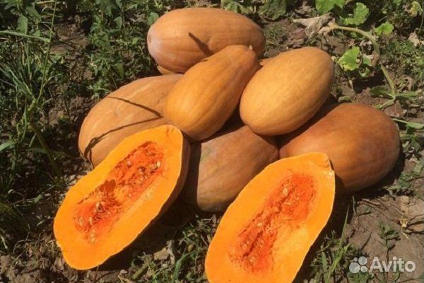 Семена тыквы Витаминная, 10 шт