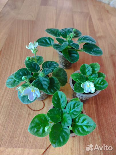 Фиалка сорт ле Сон-трава