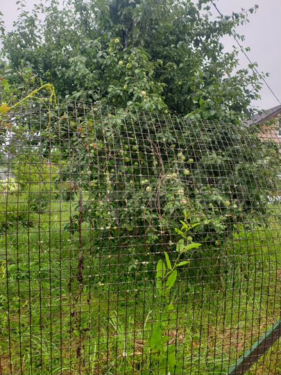 Дом 49,5 м² на участке 5 сот.