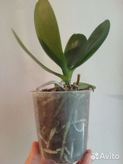 Орхидея сортовая