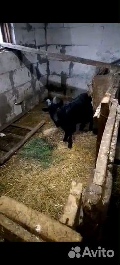 Коза дойная и козел
