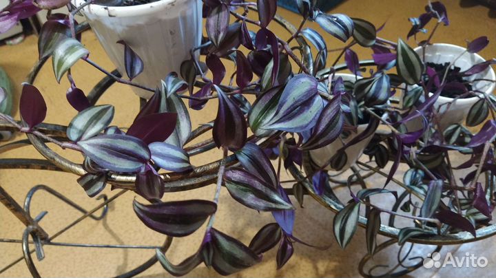 Традесканция Зебрина фиолетовая в горшочках