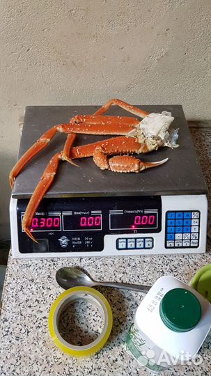 Краб стригун. Свежий, полный. Доставка
