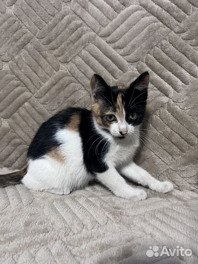 Трехцветные котята