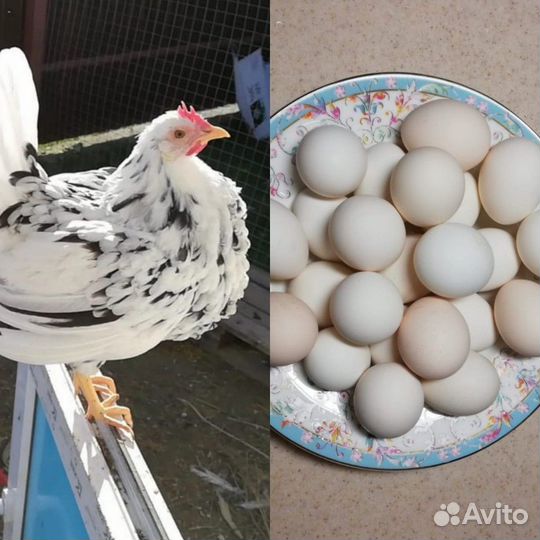 Леггорн пятнистый Яйцо инкубационное