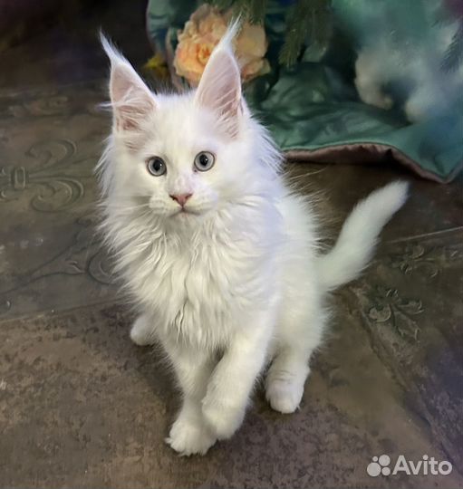 Котята мейн-кун