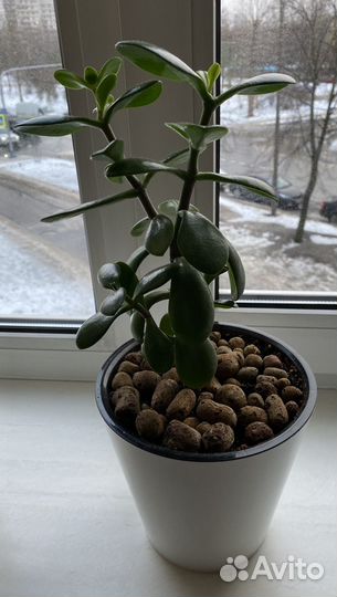 Денежное дерево