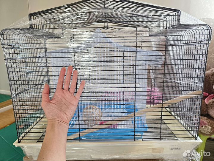 Попугаи неразлучники пара с клеткой