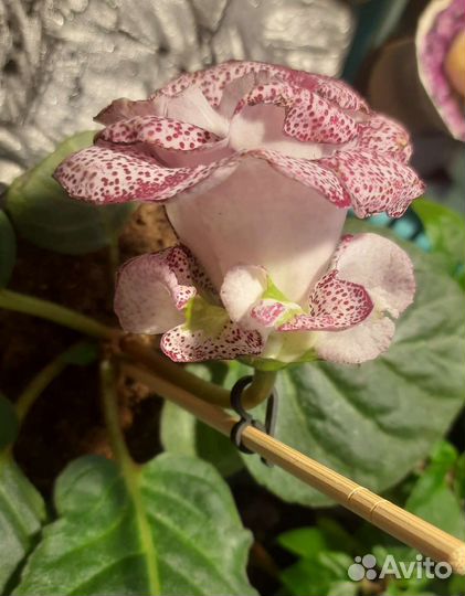 Глоксиния. Детки