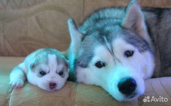 Много разных пород