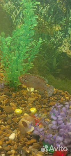 Цихлиды Хромис-красавец