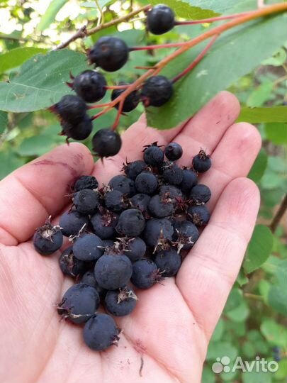 Ирга, тернослива, пузыреплодник, рябинник, сперея