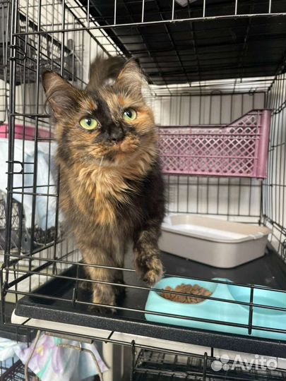 Красавица Черри