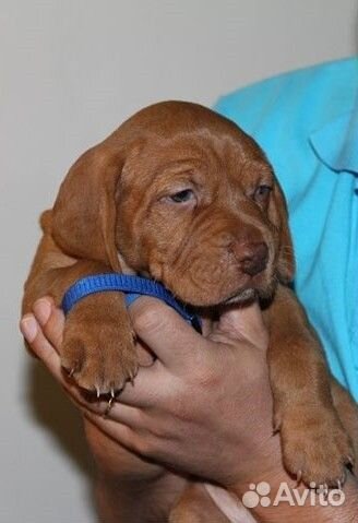 Щенки венгерской выжлы, питомник