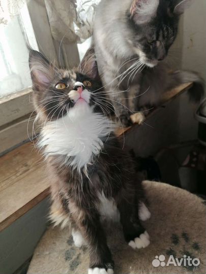 Котята мейн-кун