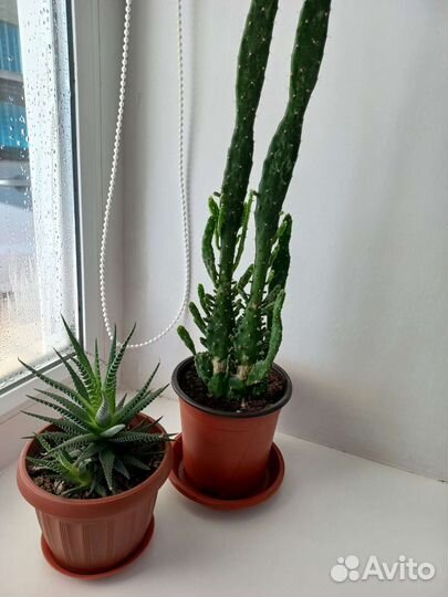 Кактус опунция