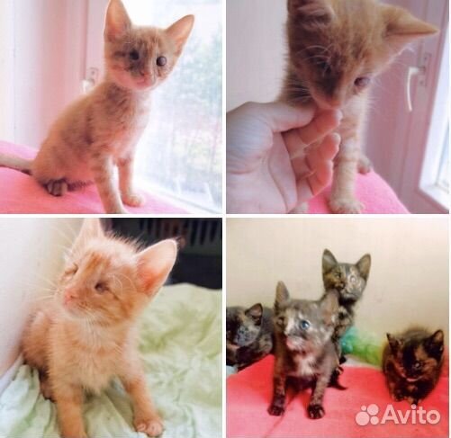 Шесть инвалидов котят