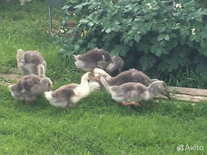 Гусята