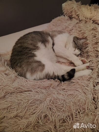 Передержка котов