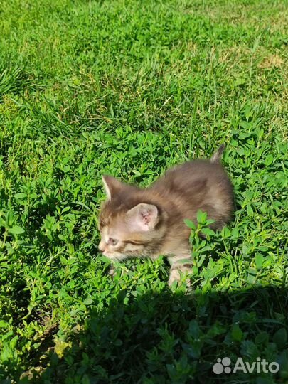 Котята в добрые руки мальчик и девочка