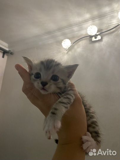 Котята британской кошки