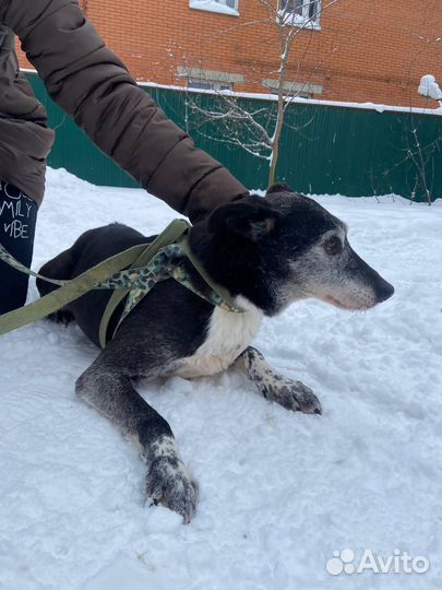 Маленькая собачка Жужа в добрые руки