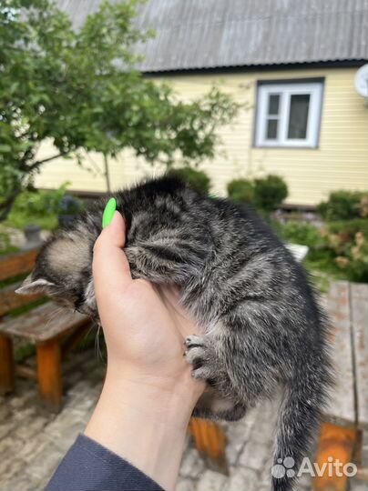 Котята в добрые руки мальчики