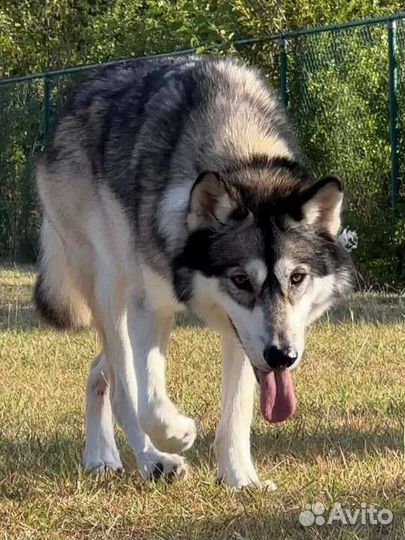 Волкособ, щенки