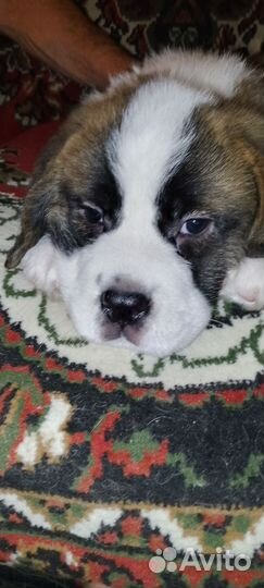 Продам щенка сенбернара