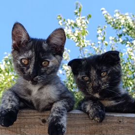 Котята в добрые руки бесплатно