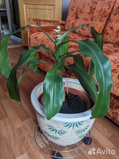 Драцена Массанжеана