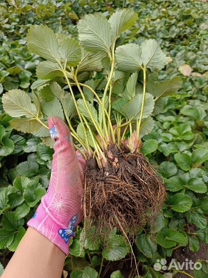 Рассада клубники