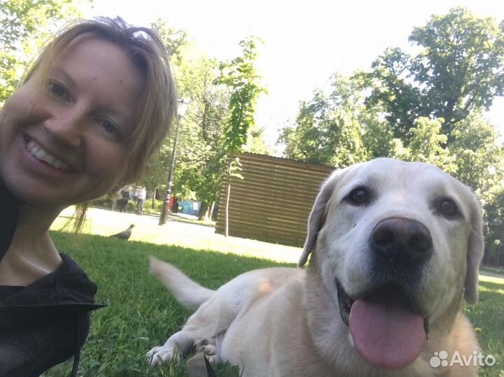 Догситтер, котоняня