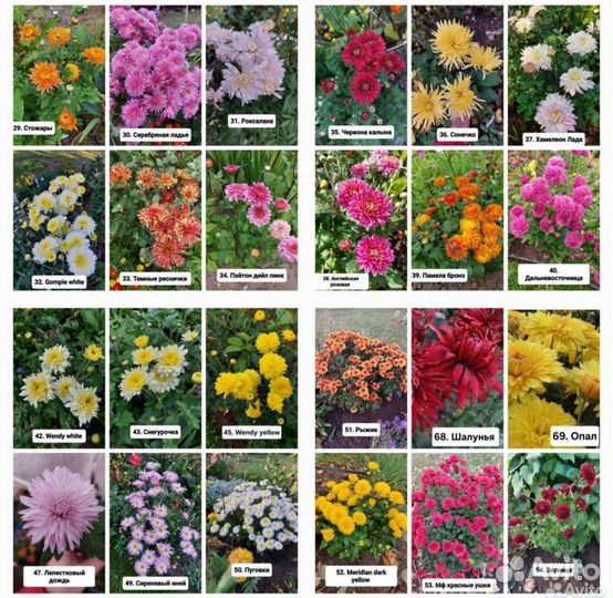 Хризантемы