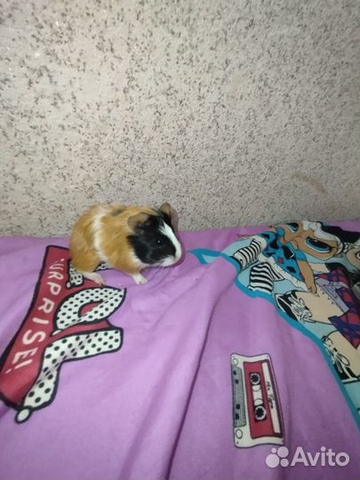 Морская свинка