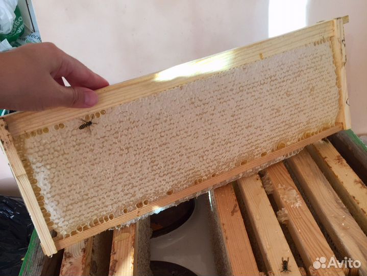 Мед натуральный, соты, забрус