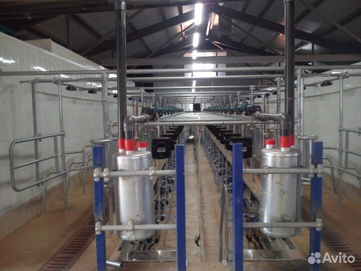 Доильный зал для коров Елочка SCR