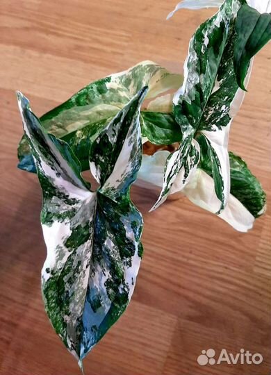 Сингониумы сортовые