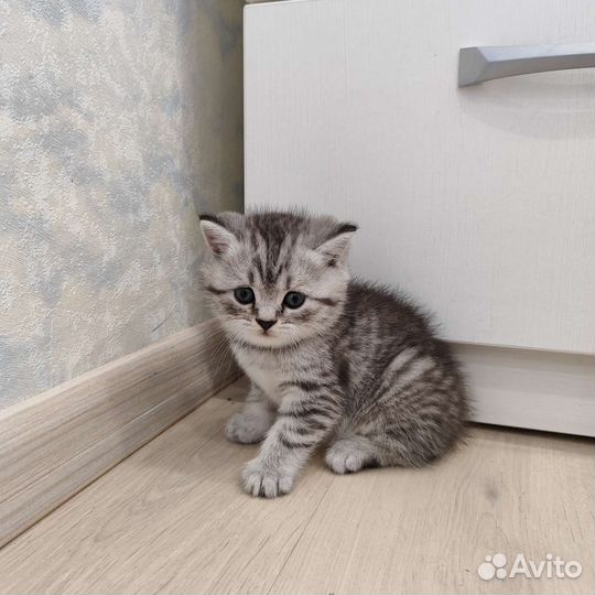 Кошки шотландцы