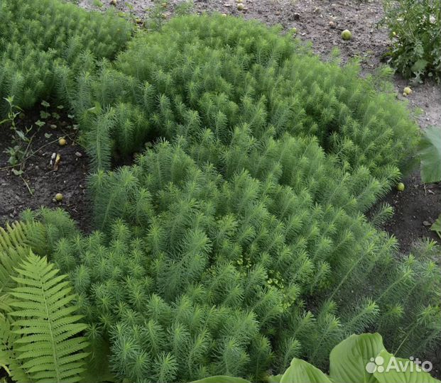 Молочай кипарисовый многолетний